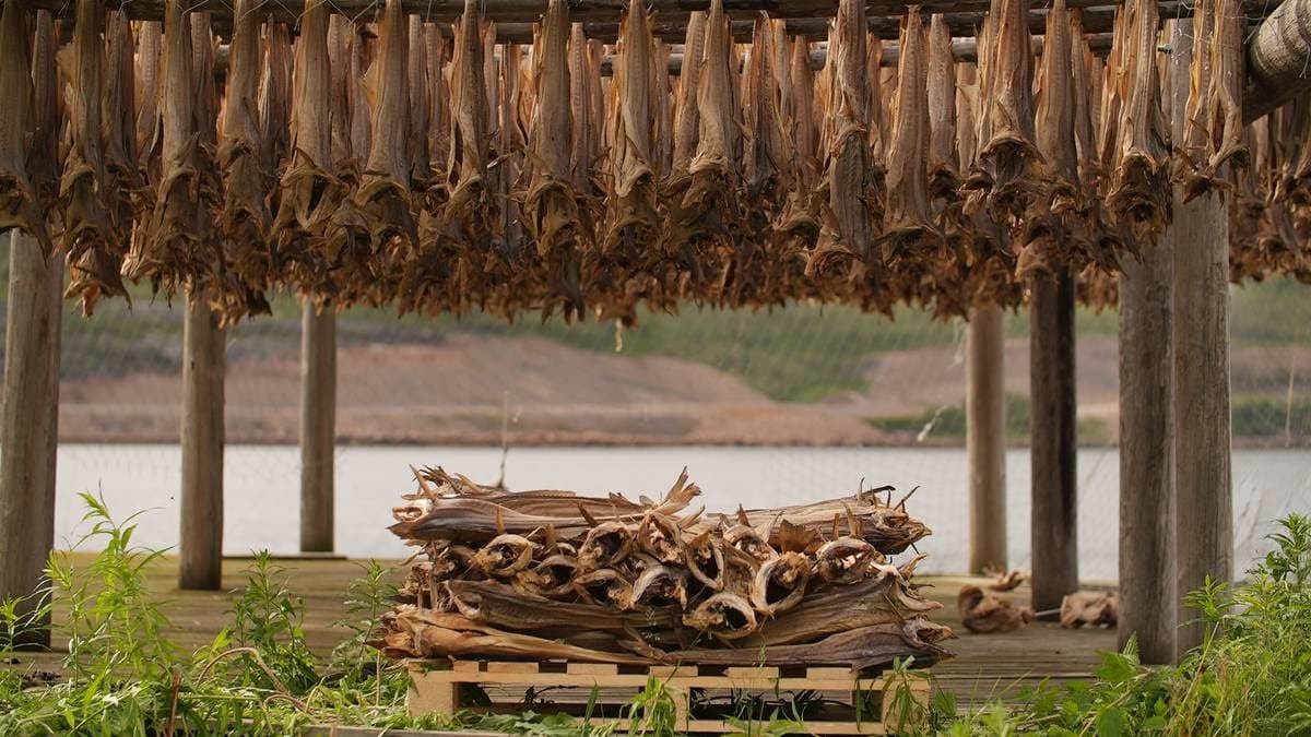 Skjermbilde fra NRK Sápmi sin artikkel «Háliidit goikeguoli Unesco-listui»