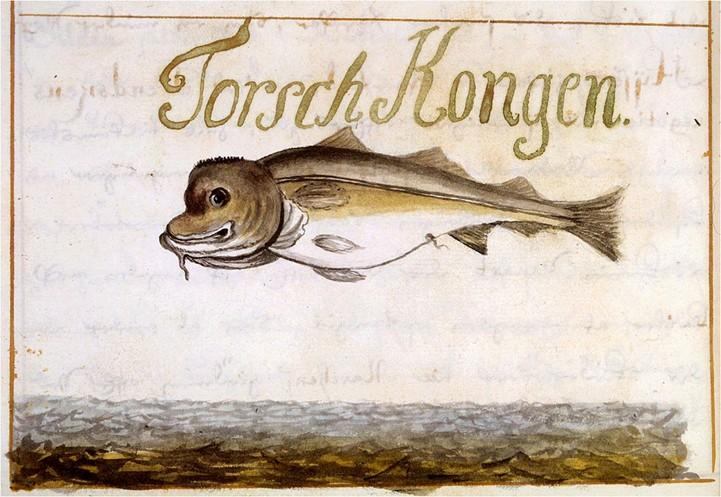 Colored 17th-century drawing labelled Torsch Kongen, showing a cod whose forehead is shortened into a crown-like shape