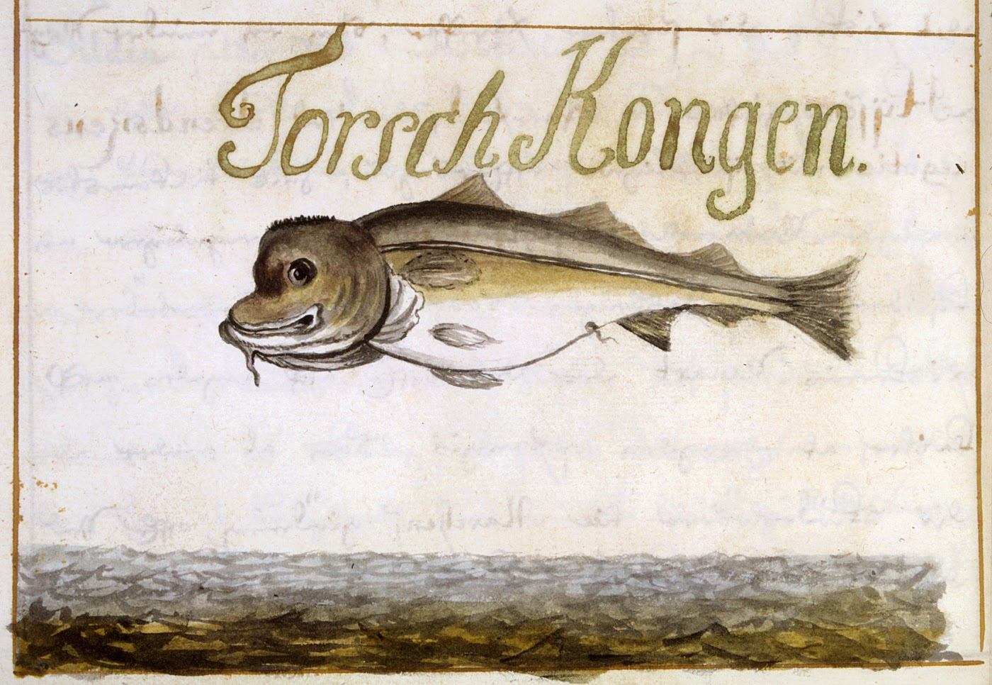 Håndkolorert tegning fra 1600-tallet av en torsk med kort, oppsvulmet panne, med den gotiske overskriften «Torsch Kongen» over fisken
