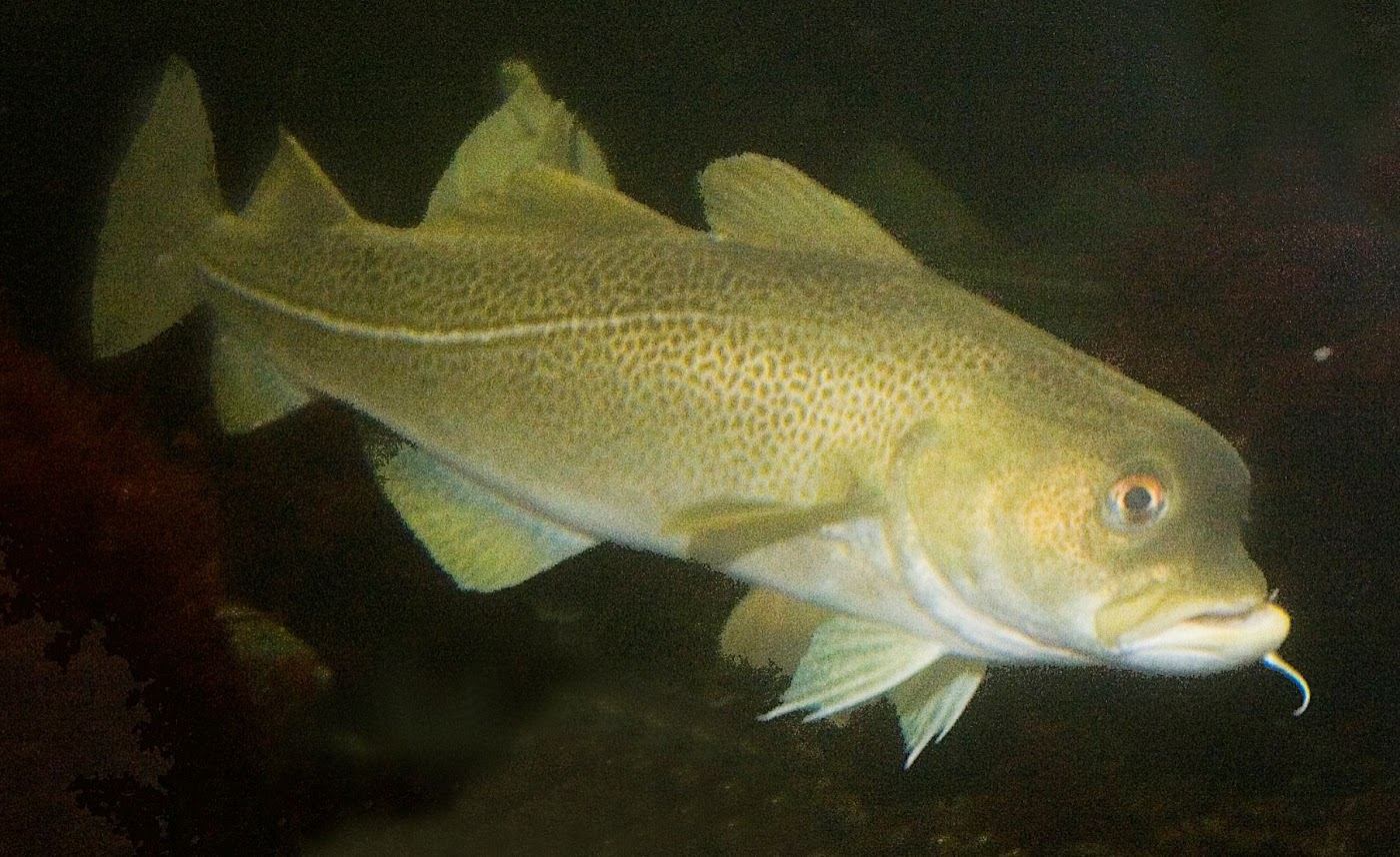 Levende torsk fotografert under vann i mørkt sjøvann, med kraftig, kort hodeparti og tydelig skjeggtråd